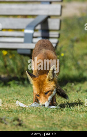 Hoek van Holland, Paesi Bassi - 31 Luglio 2016: rosso giovane di scavenging di fox un gelato wrapper Foto Stock