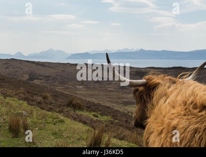 Il Cuillins Cuillin Range Isola di Skye visto attraverso le corna di un altopiano di mucca vicino Applecross, Highlands scozzesi Foto Stock