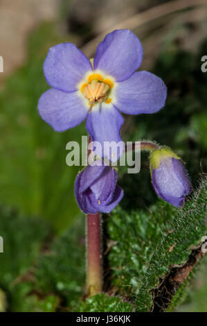 Pirenei-violetto (Ramonda myconi) in fiore Foto Stock