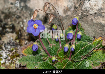 Pirenei-violetto (Ramonda myconi) in fiore Foto Stock