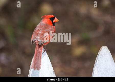 Rosso cardinale Nord arroccato su un white Picket Fence Foto Stock