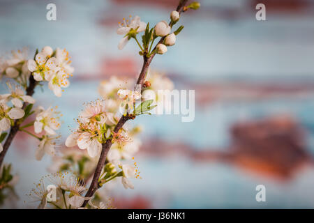 Piccolo bradford pear blossoms Foto Stock