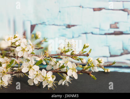 Piccolo bradford pear blossoms Foto Stock