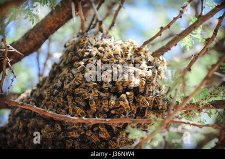 Uno sciame di api attorno ad un alveare proteggendo il miele e i Queen Bee Foto Stock