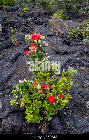 Ohia Lehua, una pianta endemica di Hawaii, crescendo su lava nera rocce nel Parco Nazionale dei Vulcani delle Hawaii sulla Big Island, Hawaii, Stati Uniti d'America. Foto Stock
