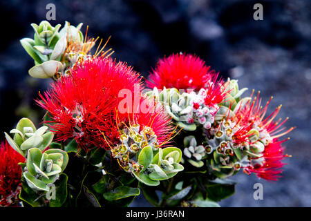 Ohia Lehua, una pianta endemica di Hawaii, crescendo su lava nera rocce nel Parco Nazionale dei Vulcani delle Hawaii sulla Big Island, Hawaii, Stati Uniti d'America. Foto Stock