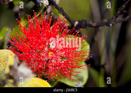 Ohia Lehua, una pianta endemica di Hawaii, crescendo su lava nera rocce nel Parco Nazionale dei Vulcani delle Hawaii sulla Big Island, Hawaii, Stati Uniti d'America. Foto Stock