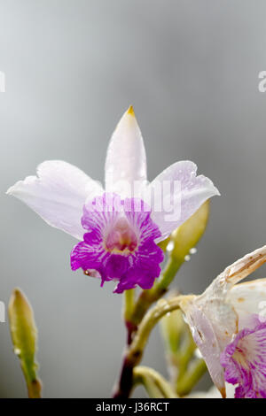 Bamboo Orchid (Arundina graminifolia), una specie di orchidee crescere nel Parco Nazionale dei Vulcani delle Hawaii sulla Big Island, Hawaii, Stati Uniti d'America. Foto Stock