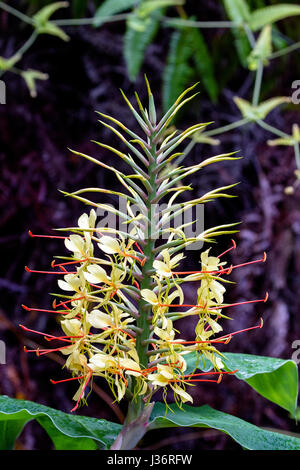 Lo zenzero Kahili (Hedychium gardnerianum) cresce nel Parco Nazionale dei Vulcani delle Hawaii sulla Big Island, Hawaii, Stati Uniti d'America. Foto Stock