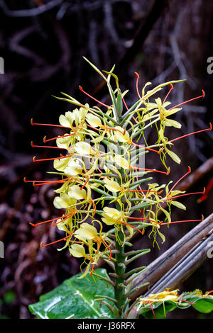 Lo zenzero Kahili (Hedychium gardnerianum) cresce nel Parco Nazionale dei Vulcani delle Hawaii sulla Big Island, Hawaii, Stati Uniti d'America. Foto Stock