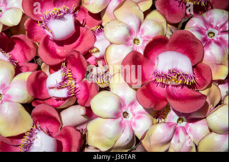 Fiori della palla di cannone tree (couroupita guianensis) cadono a terra in grandi numeri dopo la fioritura Foto Stock