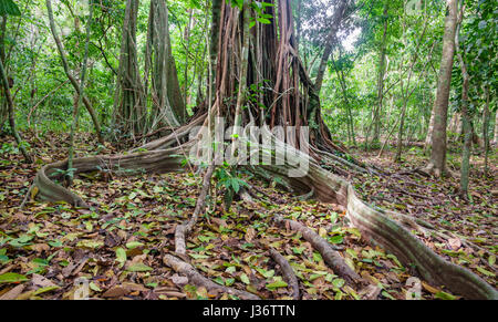 Un albero gigante con radici quadrate in foresta, Costa Rica Foto Stock