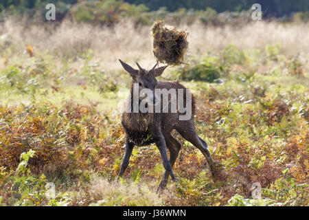 Chiassosa Il cervo (Cervus elaphus) yearling buck o lanciare una palla di erba in aria con corna Foto Stock