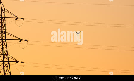 Il Gheppio (Falco tinnunculus) caccia in bilico su linee di alimentazione pilone al tramonto Foto Stock