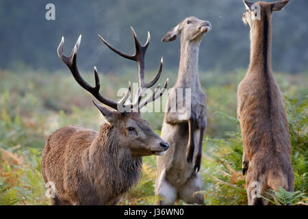 Red Deer rut (Cervus elaphus) feste di addio al celibato con cerve il pugilato o il combattimento in background Foto Stock