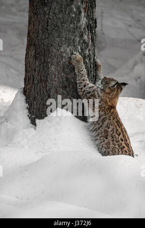 Eurasian (Lynx Lynx lynx) artigli di affilatura sulla corteccia di abete rosso albero nella foresta di neve in inverno Foto Stock