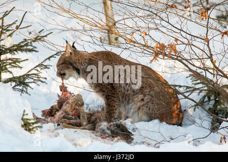 Eurasian (Lynx Lynx lynx) alimentazione su ucciso caprioli nella neve in inverno Foto Stock