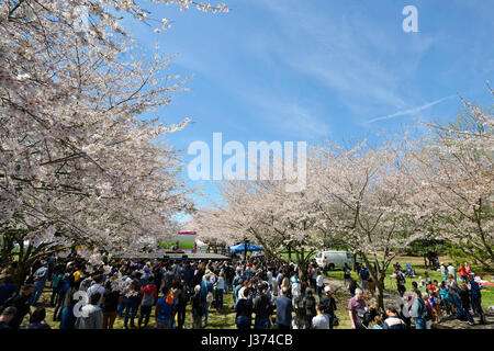 Migliaia godere di elementi iconici della cultura giapponese sotto illustrato le condizioni meteo perfette durante il ventesimo annuale di Cherry Blossom Festival di Fa Foto Stock