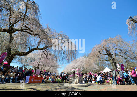 Migliaia godere di elementi iconici della cultura giapponese sotto illustrato le condizioni meteo perfette durante il ventesimo annuale di Cherry Blossom Festival di Fa Foto Stock