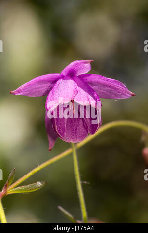 Annuendo viola-rosa primavera fiore di aquilegia relativa, Semiaquilegia ecalcarata " zucchero prugna fata' Foto Stock