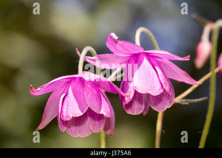 Annuendo viola-rosa primavera fiore di aquilegia relativa, Semiaquilegia ecalcarata " zucchero prugna fata' Foto Stock