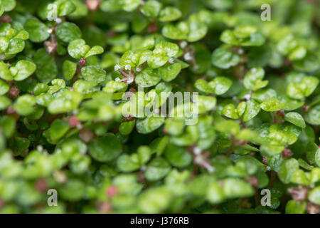 Mente-il proprio business (Soleirolia soleirolii) piante in fiore. Foglie e minuscoli fiori di spunto da fermi, mat impianto di formatura nella famiglia di ortica Urticaceae Foto Stock