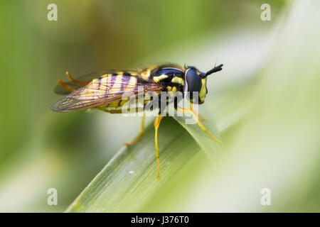 Chrysotoxum cautum hoverfly. Grandi e colorati con audacia wasp imitare nella famiglia Syrphidae, a riposo sull'erba Foto Stock