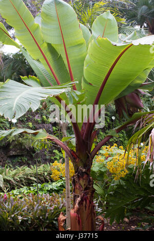 Ensete banana bush nel giardino Ensete maurelli . Pianta con grandi foglie rosse Foto Stock