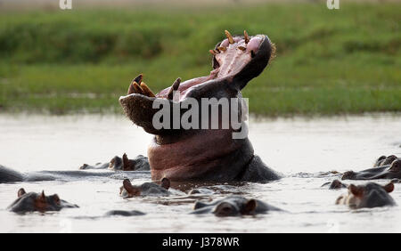 Hippo è seduto in acqua, aprendo la bocca e sbadigliando. Botswana. Okavango Delta. Foto Stock