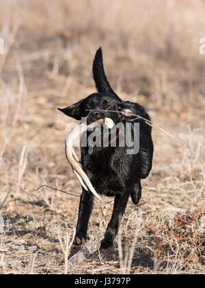 Black Lab cane da caccia con un capannone corna Foto Stock