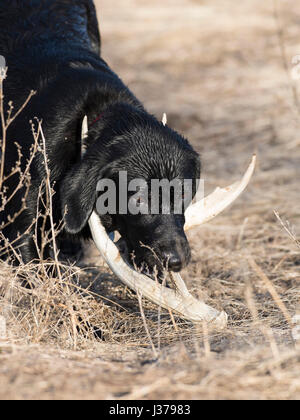 Black Lab cane da caccia con un capannone corna Foto Stock