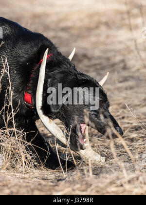 Black Lab cane da caccia con un capannone corna Foto Stock