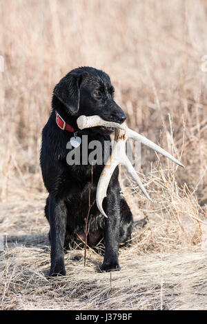 Black Lab cane da caccia con un capannone corna Foto Stock