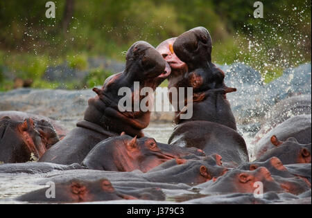 Due ippopotamo che combattono l'uno con l'altro. Botswana. Okavango Delta. Foto Stock