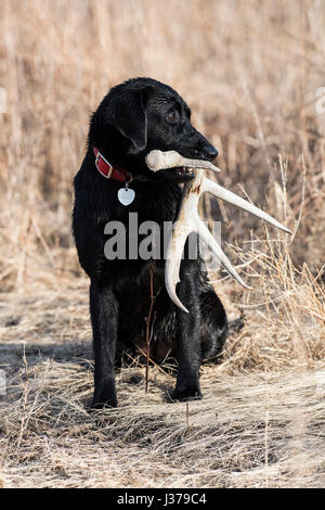 Black Lab cane da caccia con un capannone corna Foto Stock