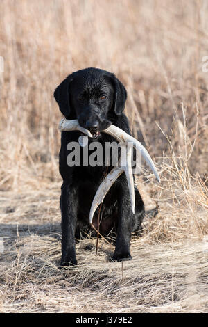 Black Lab cane da caccia con un capannone corna Foto Stock