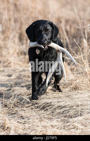 Black Lab cane da caccia con un capannone corna Foto Stock