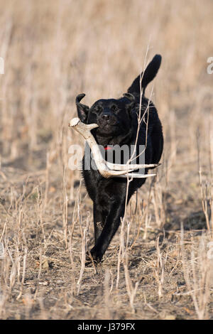 Black Lab cane da caccia con un capannone corna Foto Stock