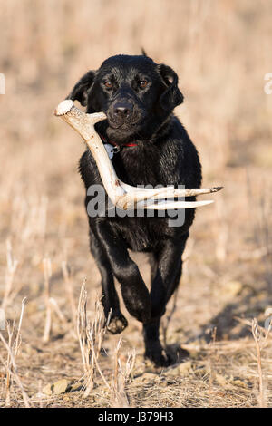 Black Lab cane da caccia con un capannone corna Foto Stock