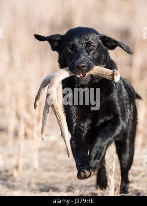 Black Lab cane da caccia con un capannone corna Foto Stock