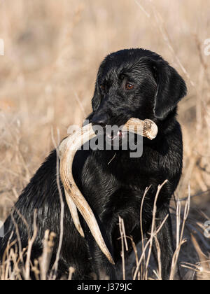 Black Lab cane da caccia con un capannone corna Foto Stock