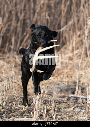 Black Lab cane da caccia con un capannone corna Foto Stock