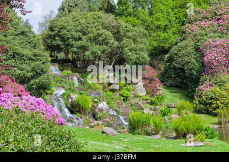 Colorato giardino fiorito con rosa di rododendri e azalee, rock cascata circondata da alberi maturi e Verde Felce, su una riva di un laghetto, springti Foto Stock