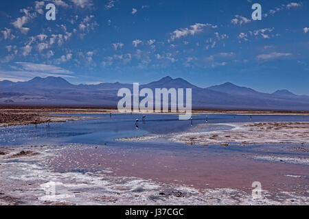 Los Flamencos riserva nazionale, il Deserto di Atacama, Cile. Foto Stock