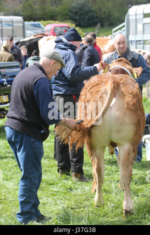 Annuale mostra agricola del villaggio scozzese a Ochiltree, Ayrshire.Scotland, UK UN contadino brilla la coda della sua mucca prima di entrare nell'anello dello spettacolo Foto Stock