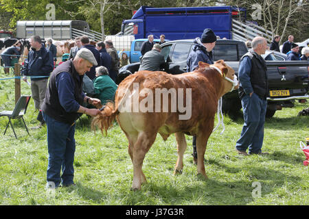 Annuale mostra agricola del villaggio scozzese a Ochiltree, Ayrshire.Scotland, UK UN contadino brilla la coda della sua mucca prima di entrare nell'anello dello spettacolo Foto Stock