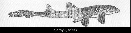 Chiloscyllium trispeculare Foto Stock