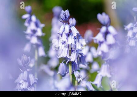 Bluebell fiori closeup in una campana blu garden Foto Stock