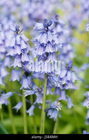 Bluebells viola in un giardino fiorito con profondità di campo Foto Stock