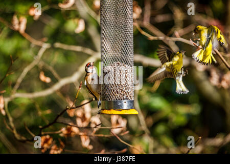Cardellino europeo (Carduelis carduelis) feed sui cuori di semi di girasole da un uccello alimentatore come due siskins eurasiatica (Carduelis spinus) lotta, Surrey, Regno Unito Foto Stock